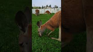 Have you ever seen a kangaroo eating kangaroo zoo [upl. by Bruckner]