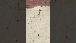 How to identify garden species Cellar Spider Pholcus phalangioides [upl. by Mariska]