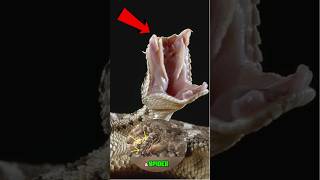 spider horned viper snake shorts wildlife animals [upl. by Margarethe]