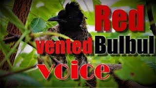 Redvented Bulbul Bird Voice  Sounds of Bulbul  Morning 🎧 10mins [upl. by Vullo]