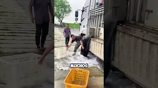 Pescadores luchan contra la PRESIÓN del agua para salvar a los peces 😱 [upl. by Joby744]