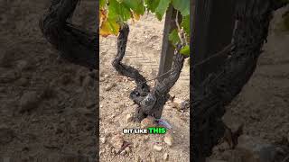 Why Harsh Soil Creates Exceptional Wine [upl. by Erialb]