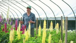 Overwintering Lupines at the Johnnys Research Farm [upl. by Teria586]