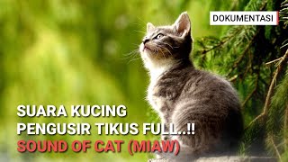 Suara Kucing Untuk Mengusir Tikus [upl. by Puglia]