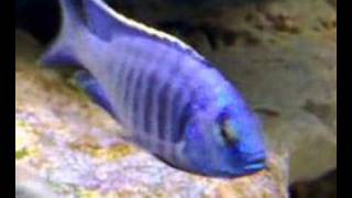 Copadichromis Azureus quotNkhomo Reefquot [upl. by Berck112]