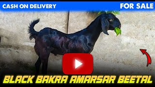 Balck Bakra Amarsar Beetal For Sale In PakistanCargo All Over Pakistan0331 4957619 [upl. by Kris461]