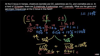 How to find genotype and allelic frequencies [upl. by Zinnes]