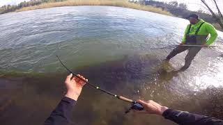 Cowlitz River STEELHEAD DRIFTING FISHING [upl. by Quartis]