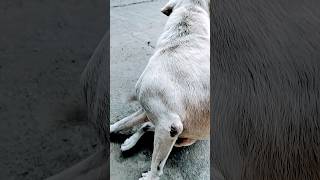 Pale na hote to😂😂 yuvimicky labrador dog yuvi funny doglover comedy puppy viralvideo [upl. by Leboff]