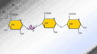 Hydrolyse des glucides [upl. by Yaluz]