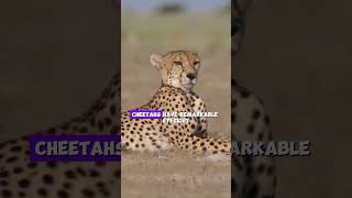 Cheetah The Fastest Land Animal facts animals cheetah [upl. by Willette]