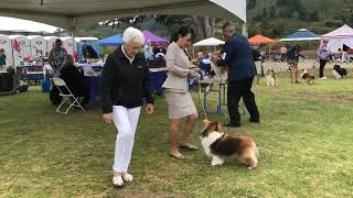 BISS GRCH Aratone Phaeton quotFaithquot at Carmel dog show [upl. by Siloum22]