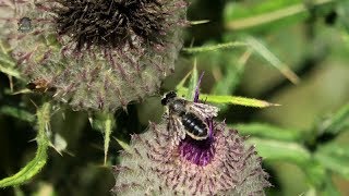 MEGACHILE MaritimeFemelle et MâleMegachile maritima  BRUITX [upl. by Amri]