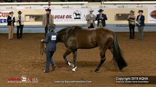 2019 AQHA Showmanship [upl. by Jacobson]