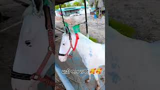 feed back good 👍viralvideo horseing viralshort [upl. by Tsirc127]