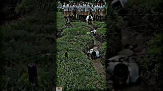 Indian Army force training centre indian army indianarmystatu [upl. by Kevon]