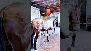 MINDBLOWING Horse Sweat Secrets You Never Knew [upl. by Vachell707]