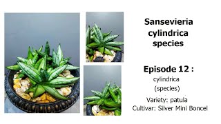 Sansevieria Silver Mini Boncel cylindrica Episode 12 [upl. by Camus]