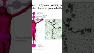 Microscopic image of Laminin Science belongs to God [upl. by Asina]