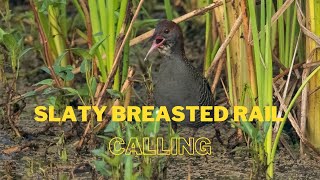 Slaty breasted Rail  calling [upl. by Shantha782]