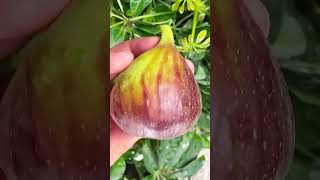 Immersive flower fruit fruits fast growth plan trendy life growth starless flower fig planting [upl. by Ahsayn]