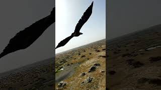 X8 Drone amp Chasing Eagle The Ultimate HighTech Flight [upl. by Jariah919]