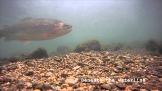 Rainbow Trout Oncorhynchus mykiss Underwater UK [upl. by Halbert276]