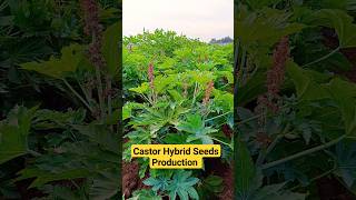 Castor hybrid seeds production seed castor shorts [upl. by Baun]