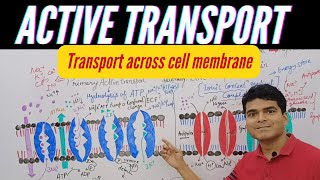 Active Transport  Primary and Secondary Active Transport  Symporter  Antiporter  HAP unit 1 [upl. by Doig560]