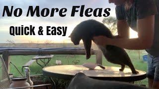 How to Use Diatomaceous Earth for Flea Powder [upl. by Aramoix]