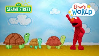 Sesame Street Elmo Learns About Turtles  Elmo’s World [upl. by Yrollam]