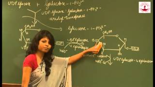 Sujata Biruva  Metabolism of Galactose [upl. by Mezoff]