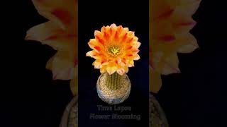 Time lapse flower cactus blooming Witness the magical beauty of a cactus flower in full bloom P15 [upl. by Bullivant350]