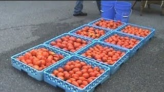 CANNING TOMATO SAUCE  THE ANNUAL RITUAL 2012 [upl. by Ennire]