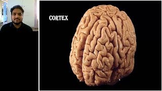 NEUROLOGY PRACTICAL ORIENTED THEORY DISCUSSION FOR MBBS STUDENTS CORTEXVIDEO 2 [upl. by Evin599]