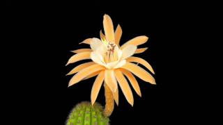 Hildewintera Hybrid  Hildewintera x Echinopsis  Timelapse [upl. by Llenyaj]