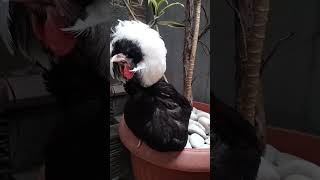 Ayam hias white crested black polish [upl. by Enylorac]