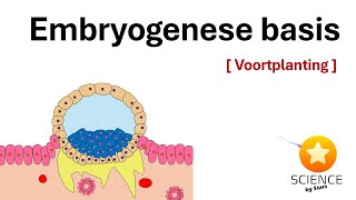 Embryologie Van bevruchting tot innesteling dag 1  10  Voortplanting [upl. by Terej]