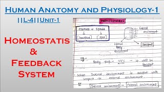 Homeostasis  Homeostasis Physiology  Human Anatomy and Physiology 1  L 4  U 1  Carewell Pharma [upl. by Haym]