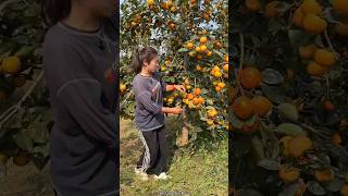 Why is She Cutting Down The Beautiful Fruit Tree  Amazing Fresh Persimmon Fruit shorts fruit [upl. by Oilalue]