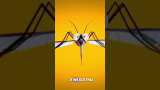 What If We Killed All Mosquitoes facts history mystery funfacts [upl. by Syverson]