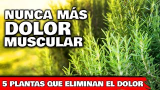 5 PLANTAS para ELIMINAR DOLORES MUSCULARES LUMBAR y ARTICULACIONES  Cómo usar y cultivar en Jardín [upl. by Adnahcir22]