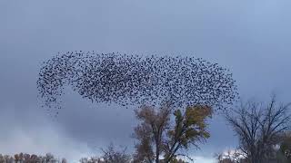 A murmuration of starlings at Rocky Mountain Arsenal National Wildlife Refuge November 2024 [upl. by Quinby]