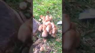 Macrolepiota Albuminosa đźŤ„ [upl. by Ttayh285]