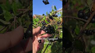 Aronia is a superfood nature berries naturelovers norway norwaylife [upl. by Eardnaed]