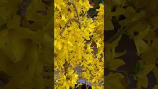 Forsythia Magical Gold blooms after 8 days [upl. by Bobette]