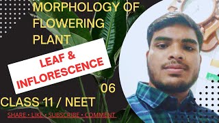 LEAF  INFLORESCENCE  MORPHOLOGY OF FLOWERING PLANT 06  CLASS 11 NEET  NCERT IN HIND [upl. by Kirenoj706]