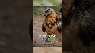 The BoneEating Bird  Bearded Vulture [upl. by Ilrak126]