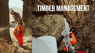 HOW TO GIRDLE a tree and create better DEER BEDDING TIMBER MANAGEMENT [upl. by Berl]