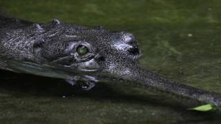 Teaser Kommentierte GavialFütterung im Aquarium Berlin  Gharial keeper talk in Aquarium Berlin [upl. by Llerref]